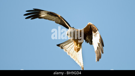 A single red kite, Milvus milvus, with its wings outspread prepares to dive for food against a blue sky background. Stock Photo