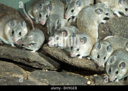 Turkish Spiny Mice (Acomys cilicicus). Stock Photo