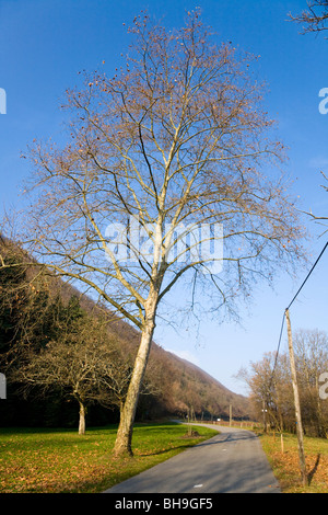 Roadside tree / trees besides a rural road near Lake du Bourget (Lac Du Bourget) in Savoy, France. Stock Photo