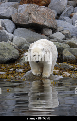 Polar Bear Ursus maritimus standing on some rocks at the waters edge with a reflection in the water