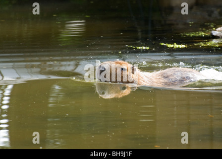 Capybara (Hydrochoerus hydrochaeris), Captive. Stock Photo