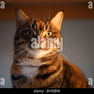 Tabby cat. Stock Photo
