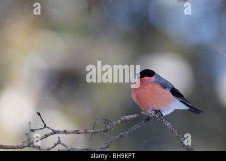 Eurasian bullfinch (Pyrrhula pyrrhula), male in winter. Stock Photo