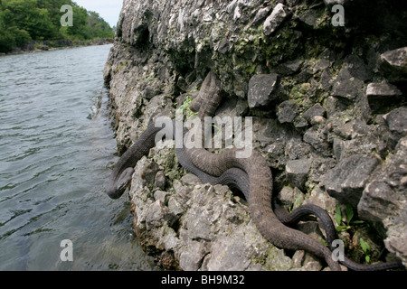 northern Lake Erie Water Snake Kelly's island ohio Stock Photo