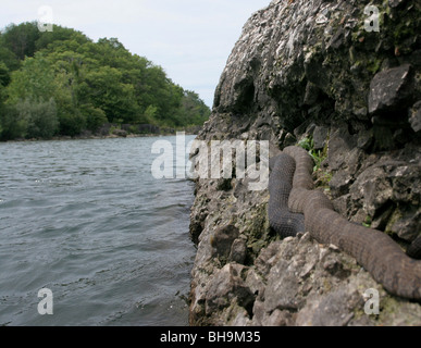 northern Lake Erie Water Snake Kelly's island ohio Stock Photo