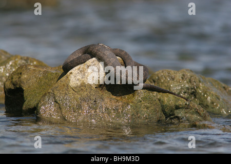 northern Lake Erie Water Snake Kelly's island ohio Stock Photo