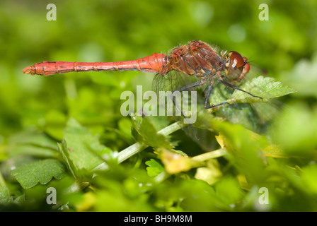 Male ruddy darter (Sympetrum sanguineum) Stock Photo