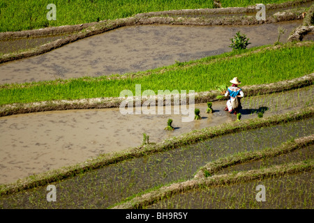 Hilltribe woman planting rice in Yunnan Province China. Stock Photo