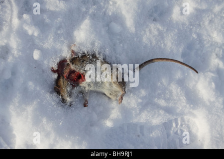 rat in the snow Stock Photo