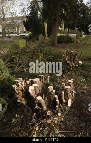 Cutting back yew bushes in Kelso cemetery Scotland in February to allow regrowth over next 20-30 years Stock Photo