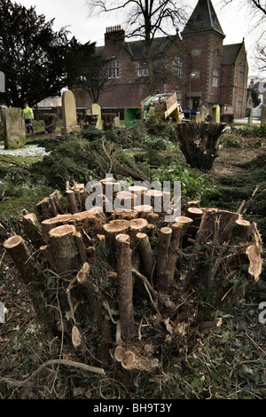 Cutting back yew bushes in Kelso cemetery Scotland in February to allow regrowth over next 20-30 years Stock Photo