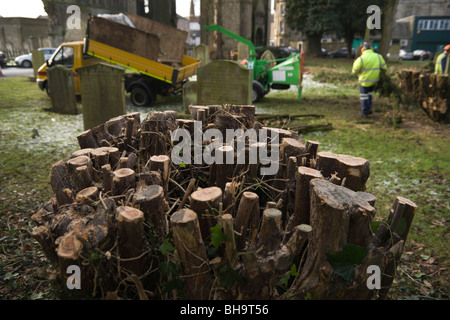 Cutting back yew bushes in Kelso cemetery Scotland in February to allow regrowth over next 20-30 years Stock Photo