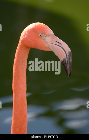 Caribbean, Rosy, Cuban, or American Flamingos (Phoencopterus ruber). Head and neck profile.