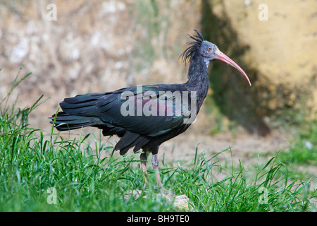Northern bald ibis, Hermit ibis / Waldrapp (Geronticus eremita) adult bird, captive, Germany Stock Photo