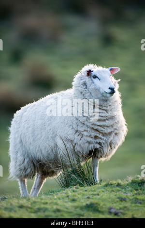 Texel Sheep (Ovis aries). Ewe or female. Stock Photo