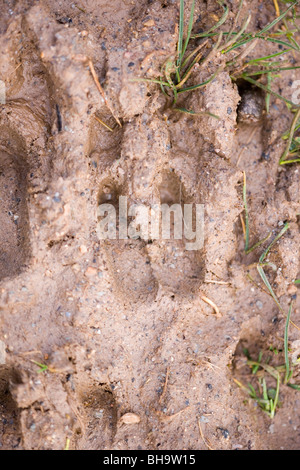 'Wild' or Feral Goat (Capra hircus). Footprints or hoofprints in mud. Spoor. Islay, Scotland. Stock Photo