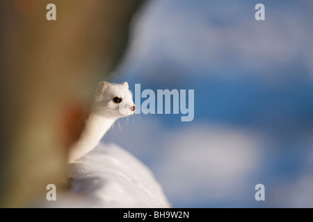 Stoat / Ermine (Mustela erminea) in winter coat in the snow in winter Stock Photo