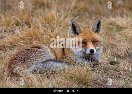 Red fox (Vulpes vulpes) lying in the grass Stock Photo