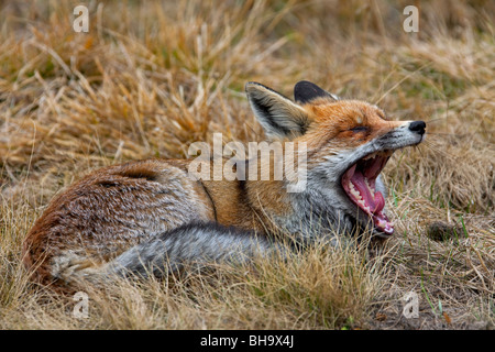Red fox (Vulpes vulpes) lying in the grass yawning and showing teeth Stock Photo