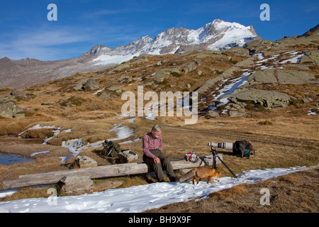 Red fox (Vulpes vulpes) visiting nature photographer in the mountains of the Alps, Gran Paradiso National Park, Italy Stock Photo