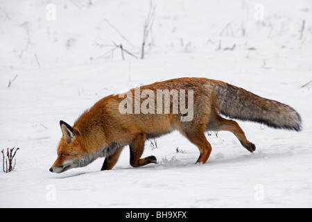 Red fox (Vulpes vulpes) in thick winter coat stalking prey in the snow in winter Stock Photo