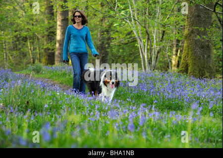 Healthy smiling middle aged woman walking border collie dog on bluebell wood path in English woodland countryside. Stock Photo