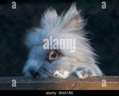 Grey Lionhead variety Rabbit Stock Photo