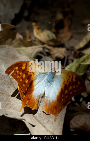 The Pearl Charaxes is one of Zimbabwe's largest and most colourful butterflies. Stock Photo