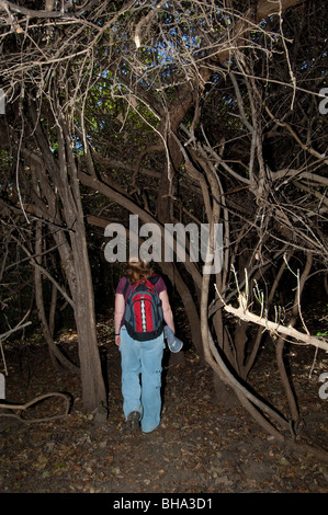 Tourists enjoy the various scenic vistas in Zimbabwe's Umfurudzi Safari Area. Stock Photo