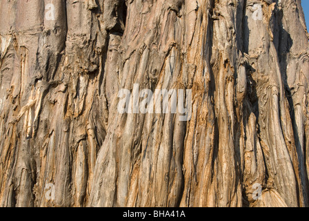 A Baobab tree Adonsonia digitata can be seen in Zimbabwe's Mana Pools National Park. Stock Photo