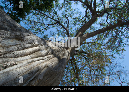 Tourists enjoy the multitude of views over the Zambezi River in Zimbabwe's Mana Pools National Park. Stock Photo