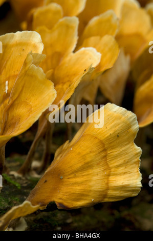Bracket fungi, or shelf fungi produce shelf-shaped or occasionally ...