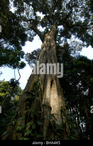 Chirinda Forest is one of Zimbabwe's least spoiled and pristine original deciduous forests. Stock Photo