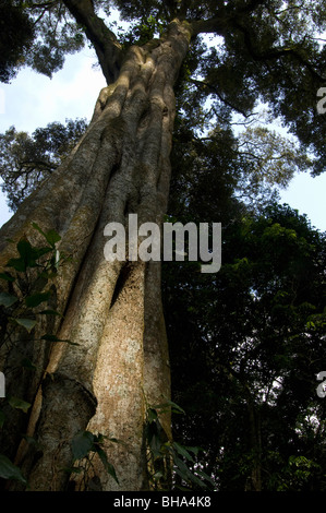 Chirinda Forest is one of Zimbabwe's least spoiled and pristine original deciduous forests. Stock Photo