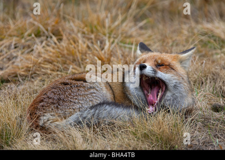 Red fox (Vulpes vulpes) lying in the grass yawning and showing teeth Stock Photo