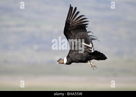 Andean Condor, Vultur gryphus flying near El Calafate Stock Photo