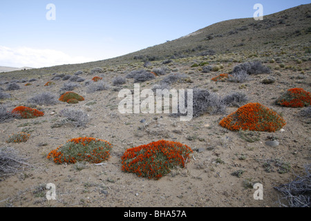 Scarlet Gorse or Fire tongue Bush, anarthrophyllum desideratum near El Calafate Stock Photo