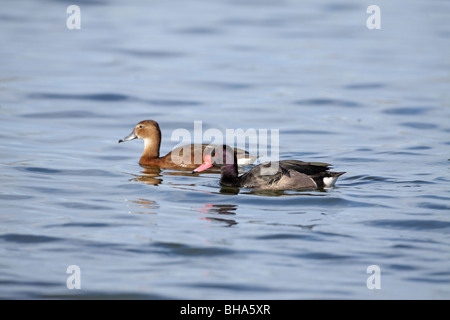 Rosy-billed Pochard, Netta peposaca, pair near Trelew Stock Photo