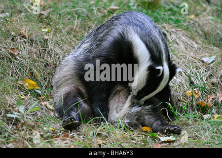 European badger grooming (Meles meles) its tail, UK Stock Photo
