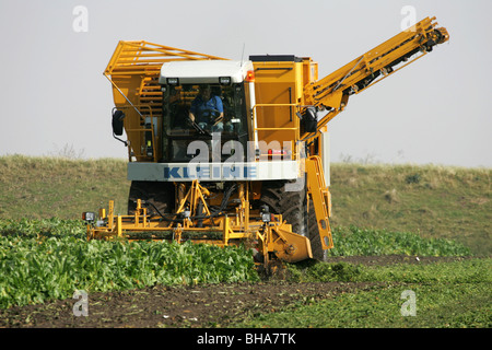 Harvesting Sugar Beet In The Lincolnshire Fens Stock Photo