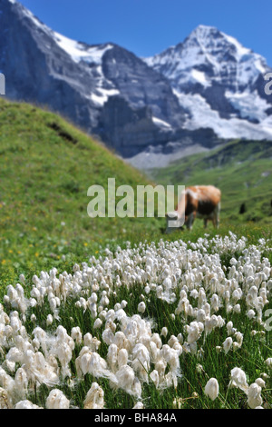 Common cottongrass (Eriophorum angustifolium) in alpine meadow with cow in the Swiss Alps, Switzerland Stock Photo