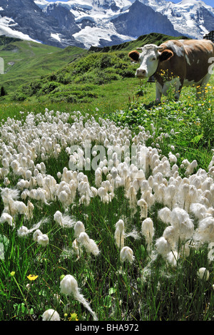 Common cottongrass (Eriophorum angustifolium) in alpine meadow with cow in the Swiss Alps, Switzerland Stock Photo