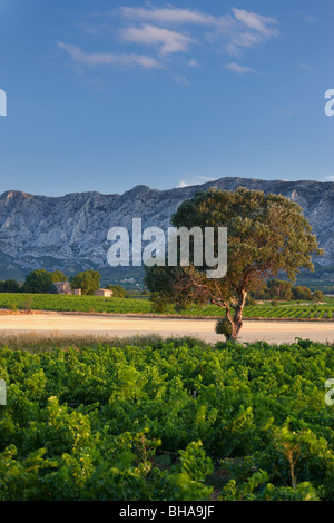 a vineyard nr Puyloubier with the Montagne Ste Victoire beyond, Provence, France Stock Photo
