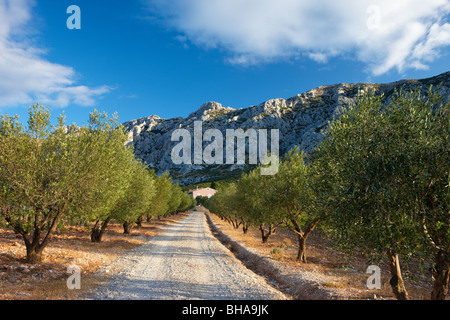 an avenue lined with olive trees below the Montagne Ste Victoire nr Puyloubier, Provence, France Stock Photo