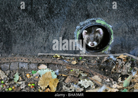 European polecat (Mustela putorius) emerging from drainpipe, UK Stock Photo