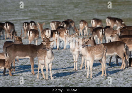 Fallow Deer herd Cervus dama in winter snow Stock Photo