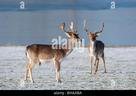 Fallow Deer Bucks Cervus dama in winter snow Stock Photo