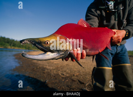 huge sockeye salmon