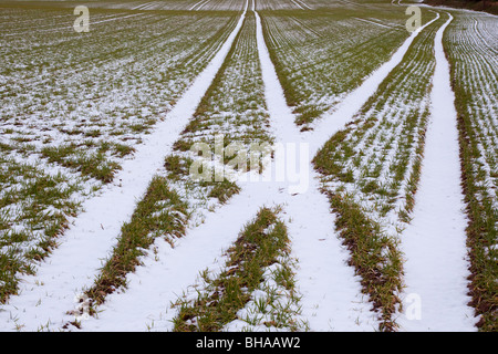 Crop Patterns in Winter Farmland Gimingham Norfolk January Stock Photo