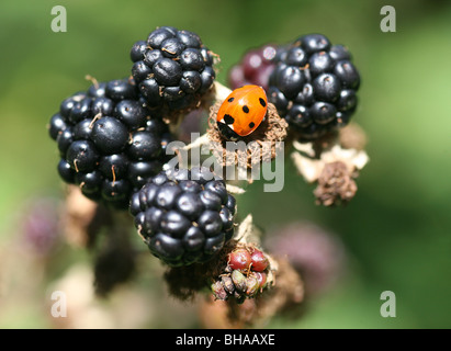 A Ladybird, Ladybug or Ladybeetle (Coccinellid) on ripe fruit of a Common Blackberry bush (Rubus fruiticosus), England, UK Stock Photo